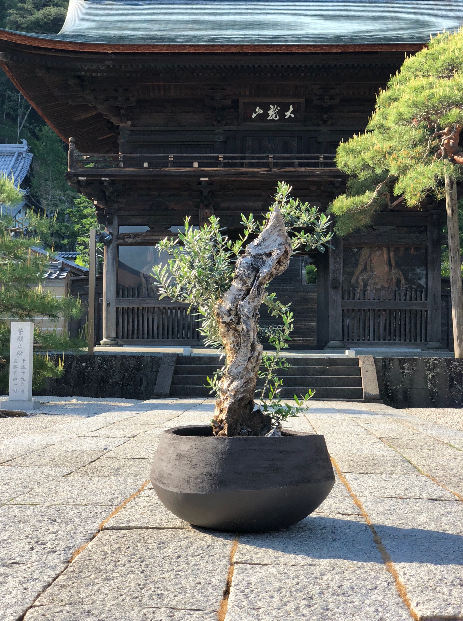 Gallery – narushuuolive